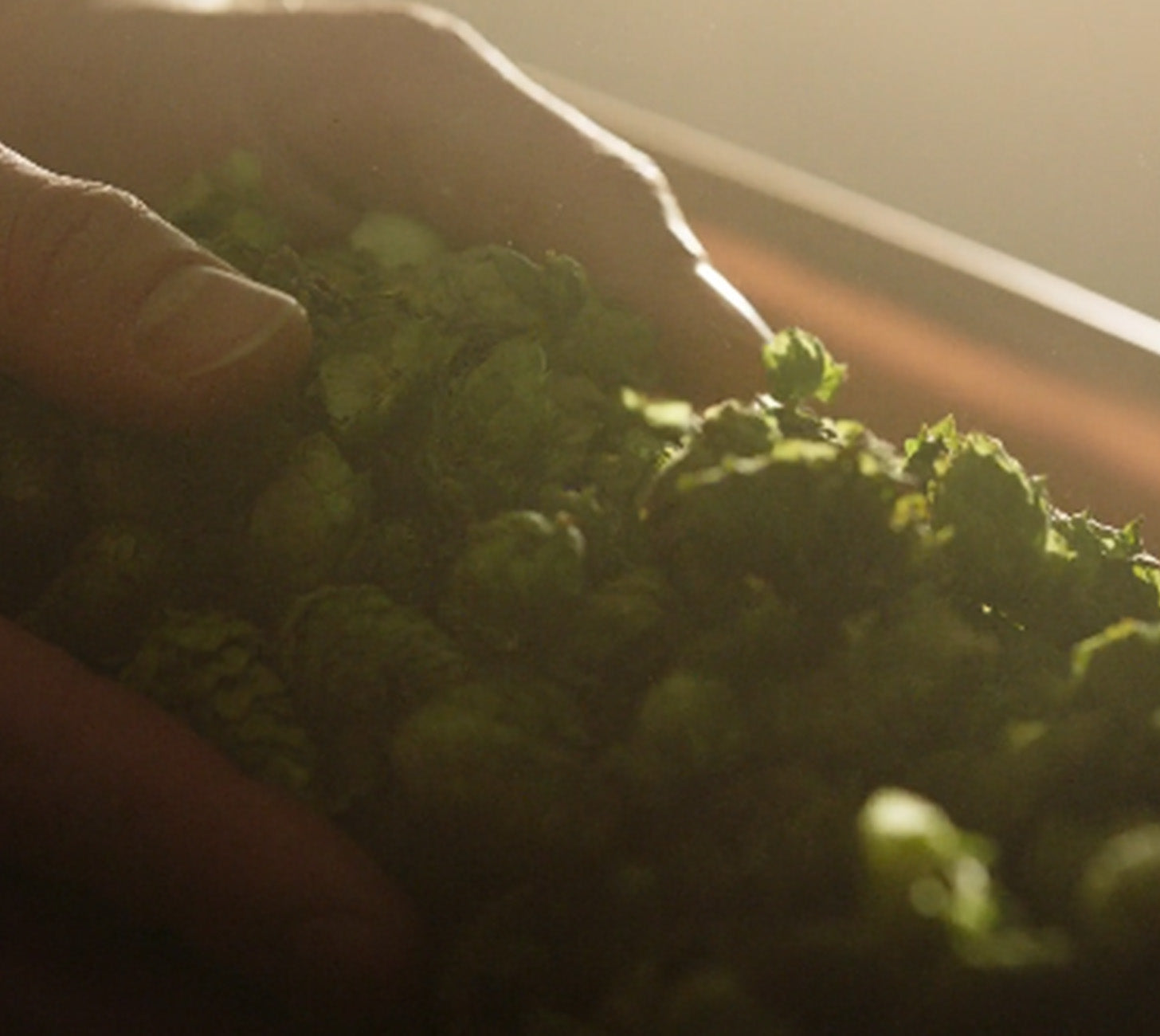 DE: Nahaufnahme von grünem Hopfen vor neutralem Hintergrund, der die Frische und Natürlichkeit unterstreicht. FR: Gros plan sur le houblon vert devant un fond neutre, mettant en valeur la fraîcheur et la naturalité. IT: Primo piano di luppolo verde su sfondo neutro, che sottolinea freschezza e naturalità.